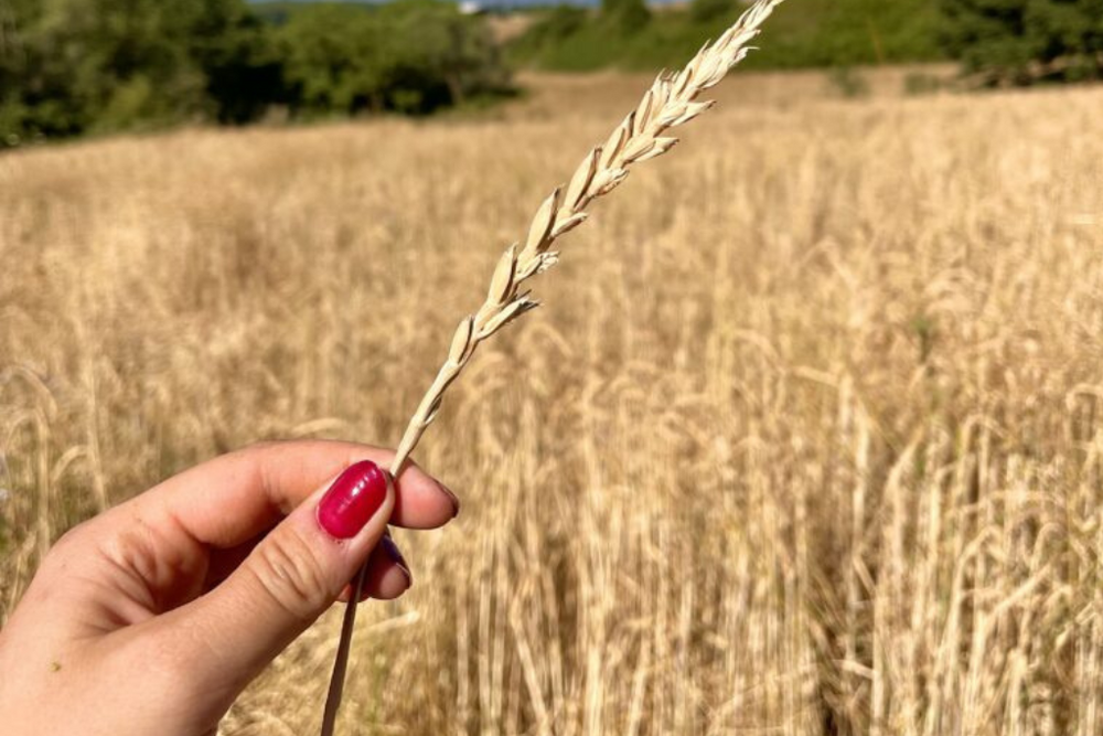 Ciociaria